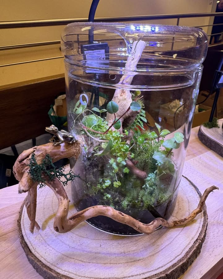 Aquarienfreunde Tirol