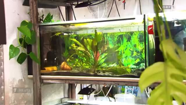 Aquarienfreunde Tirol