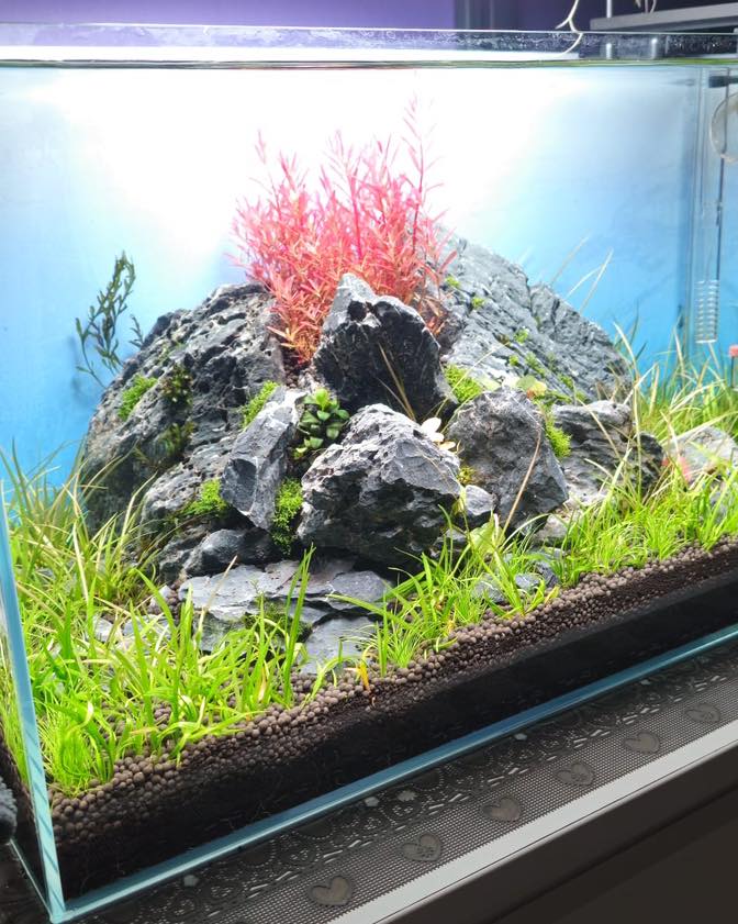 Aquarienfreunde Tirol