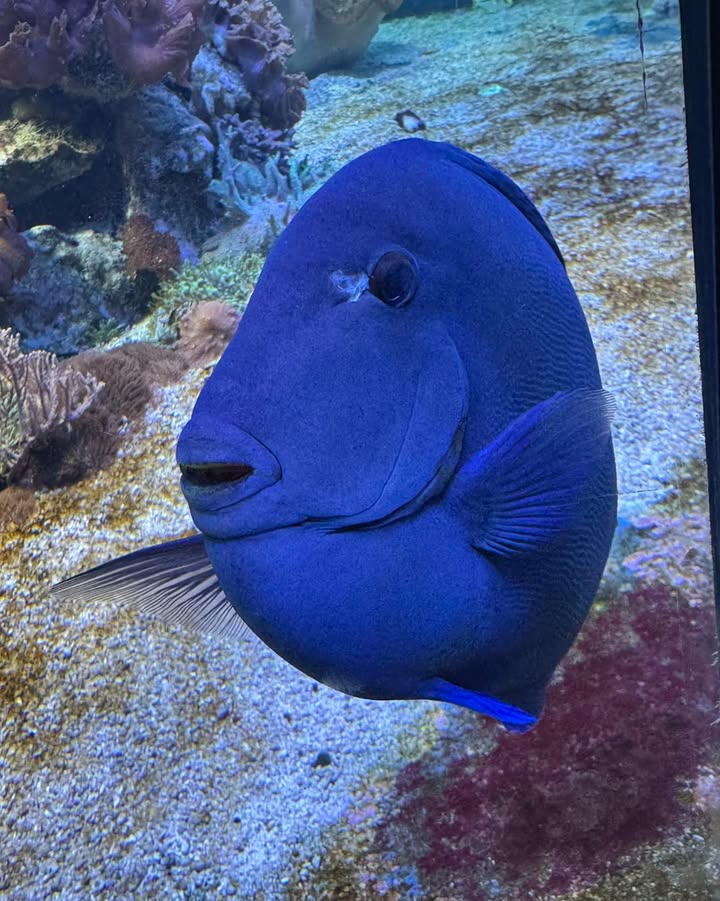 Aquarienfreunde Tirol