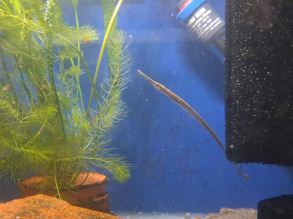 Aquarienfreunde Tirol